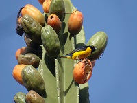 Mandacaru com pássaro